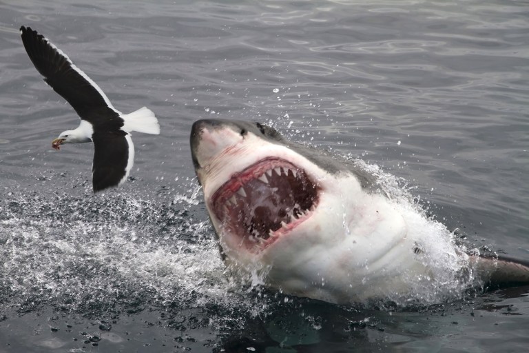 Great white shark attacking a sea gull
