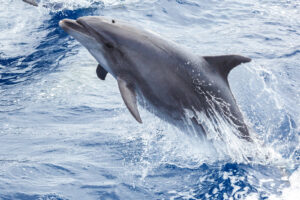 Dolphin jumping out of the water near the ship in the ocean